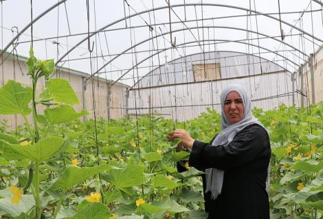 صورة عائشة أبو سنينية (47 عاما) وهي تقف في البيت البلاستيكي لقطف محصول الخيار  ضمن  المشروع  الزراعي الذي دعمته مؤسسة أكشن إيد-فلسطين خلال جائحة كورونا في إحدى المناطق النائية في محافظة الخليل جنوب الضفة الغربية