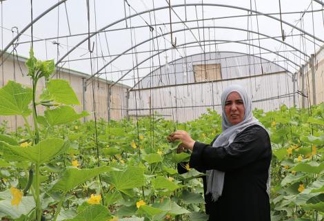 photo of Aysha Abu Sninah (47 years old )while she is working in the greenhouse to pick cucumbers through her agricultural project supported by ActionAid Palestine under crisis of COVID-19in one of the remote areas in Hebron governorate in the south of the West Bank)