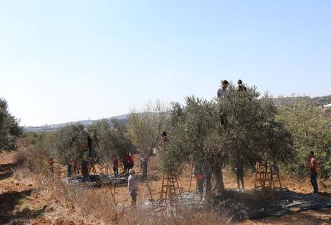 صورة للمجموعات الشبابية في منطقة المخرور أثناء مساعدتهم للمزارعين  في منطقة المخرورغرب بيت لحم -الضفة الغربية -فلسطين حقوق الطبع محفوظة لمؤسسة أكشن إيد -فلسطين لعام 2021