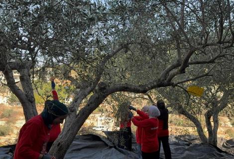 Olive picking activities