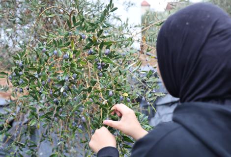 Olive Harvest  2025
