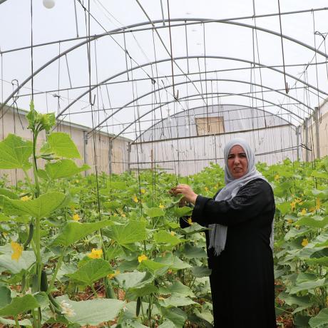 photo of Aysha Abu Sninah  (47 years old )while she is working in the greenhouse to pick cucumbers through her agricultural project supported by ActionAid Palestine under crisis of COVID-19in one of the remote areas in Hebron governorate in  the south of the West Bank)