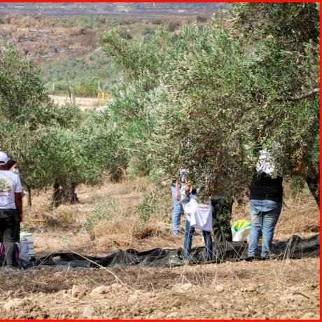 Photo of Palestinian youth who are volunteering to help Palestinian farmers and show solidarity with them during Olive Harvest during Olive Harvest in the village of  Shweikah in the north of Tukaram governorate in the north of West Bank-Copy Rights for ActionAid Palestine-2020   