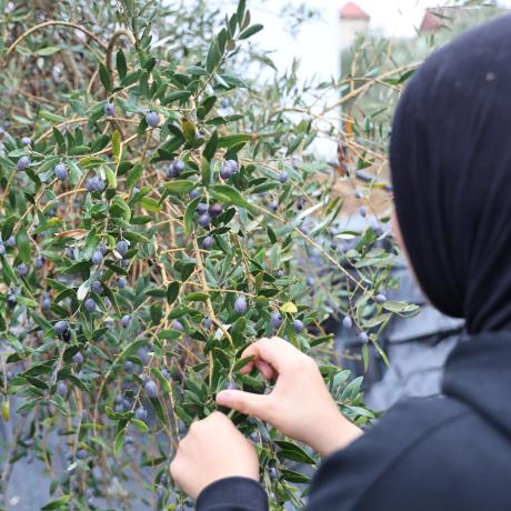 Olive Harvest  2025