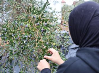 Olive Harvest  2025